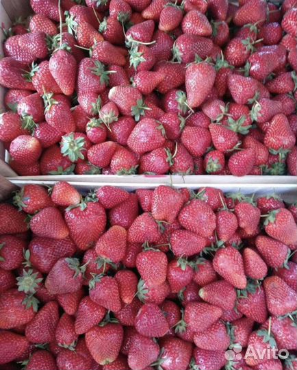 Клубника Ливан. 5,5 кг