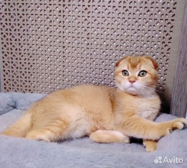 Золотая шиншилла с родословной