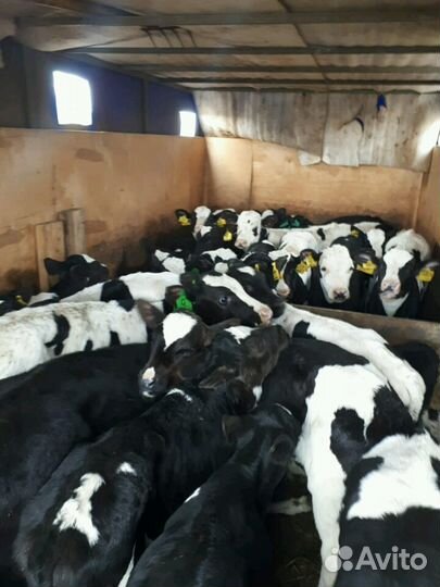 Бычки в наличии от 1 месяца