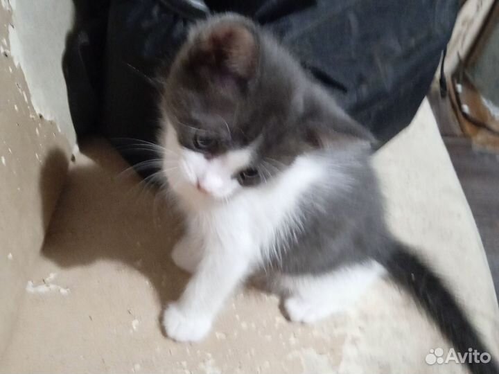 Отдаем Котёнка в добрые руки