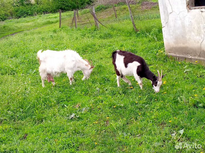 Козы дойные