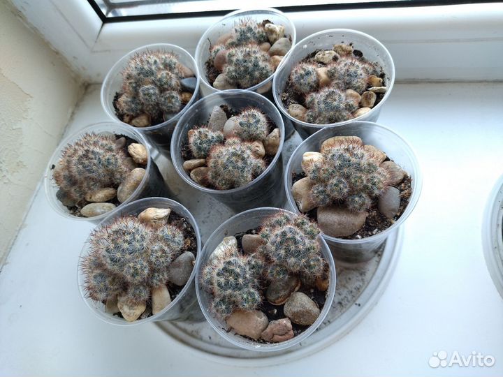 Кактус Маммиллярия цветущий