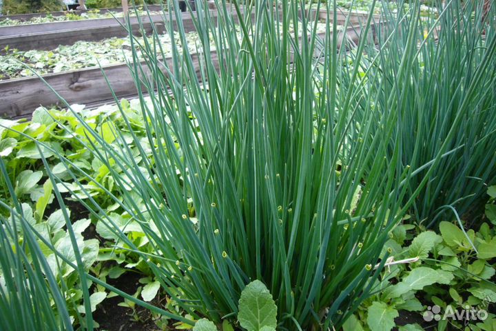 Лук мног Шнитт, слизун,ревень, мята,хрен