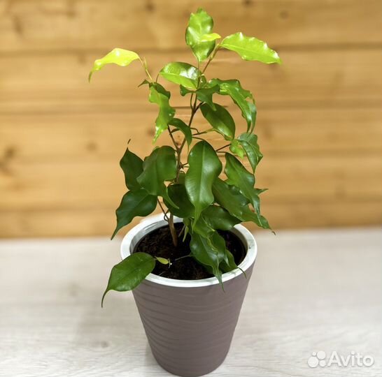 Фикус бенджамина