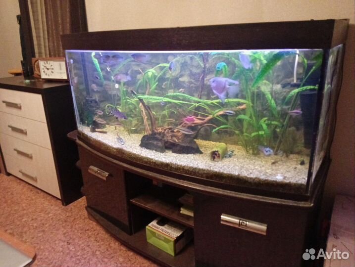 Аквариум Панорамный с тумбой
