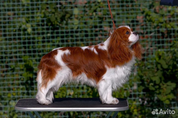 Кавалер кинг чарльз спаниель вязка