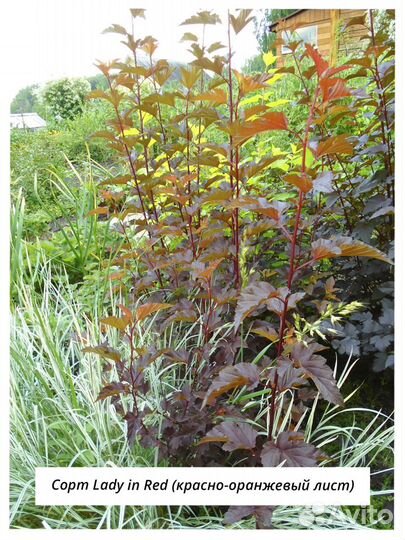 Садовые растения