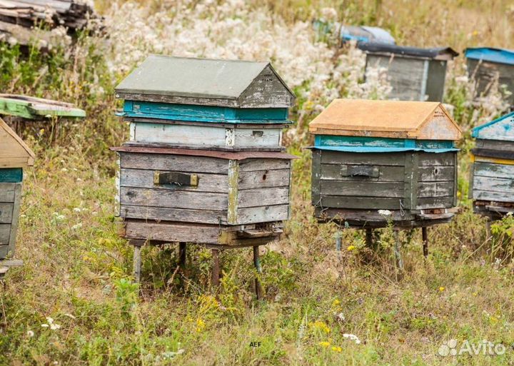 2024 Мед натуральный с Алтая оптом