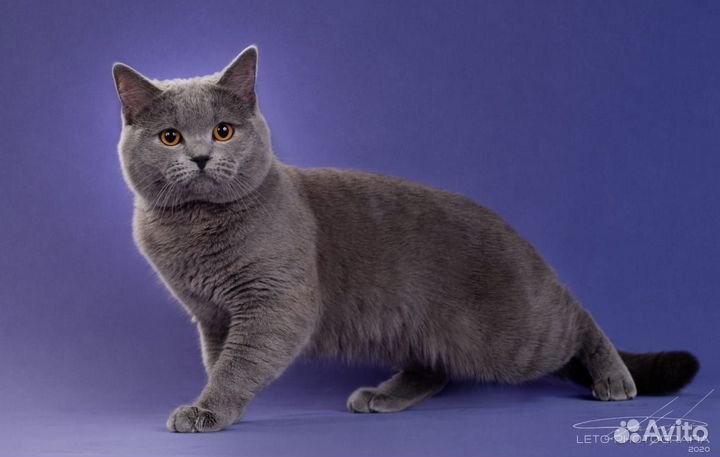 Шотландский кот вязка