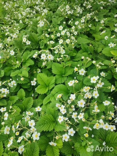 Клубника, Земляника «Диана»