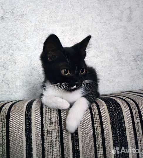 Котята бесплатно