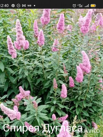 Кустарники