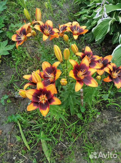 Цветы лилии садовые