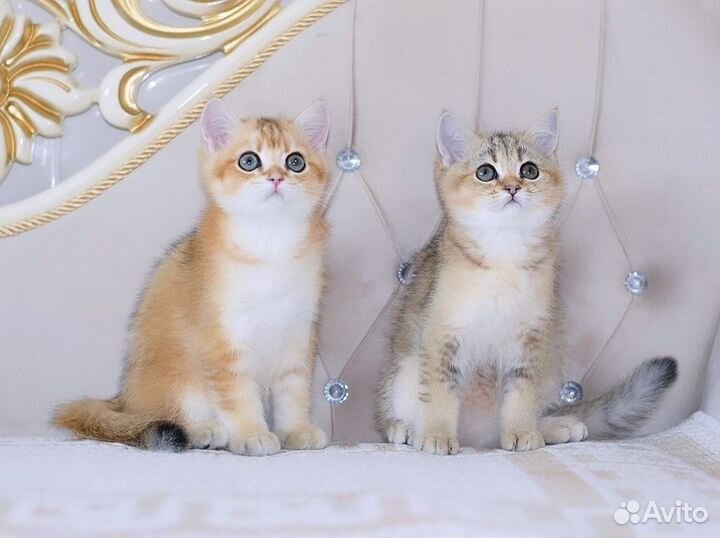Британская кошечка