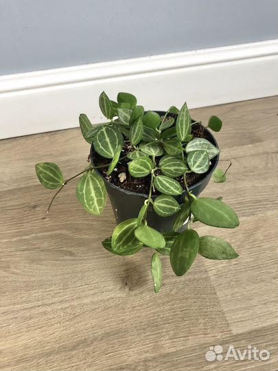 Дисхидия Овата