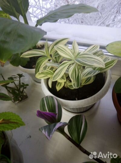 Традесканция белая и фиолетовая