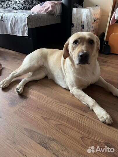 Собака в добрые руки