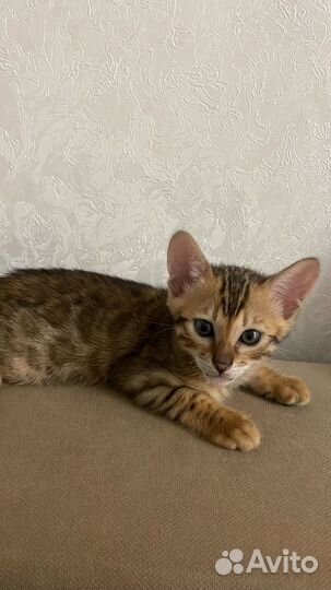 Бенгальская кошка