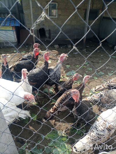 Продам семью индюков Индюк и три индюшки