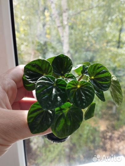 Пеперомия Лилиан