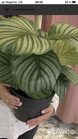 Калатея орбифолия