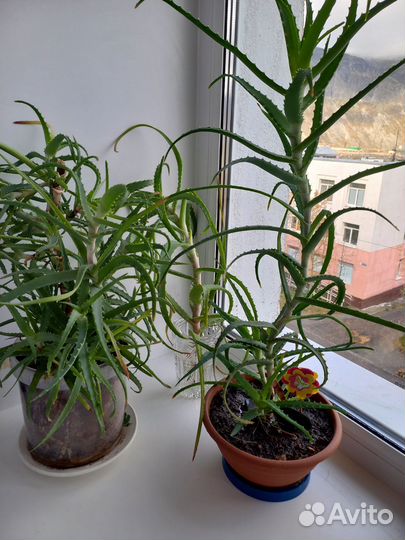 Алоэ лечебный