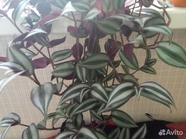 Шефлера очень густое