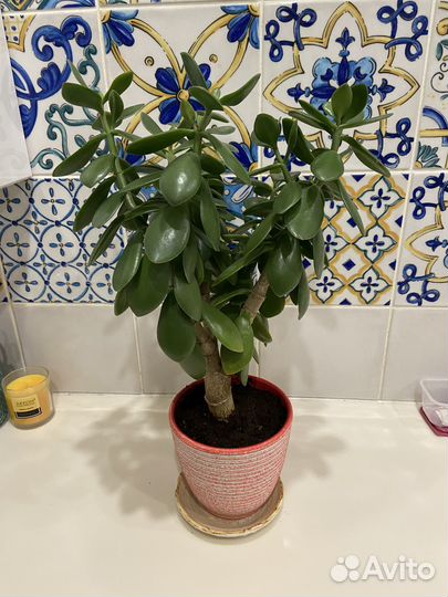 Денежное дерево