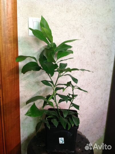 Лимоны наши сортовые корнесобственные плодоносят д