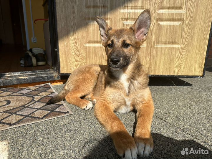 Щенки