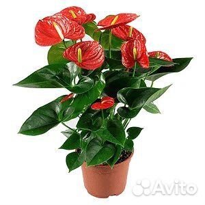 Антуриум комнатный микс,букеты, доставка