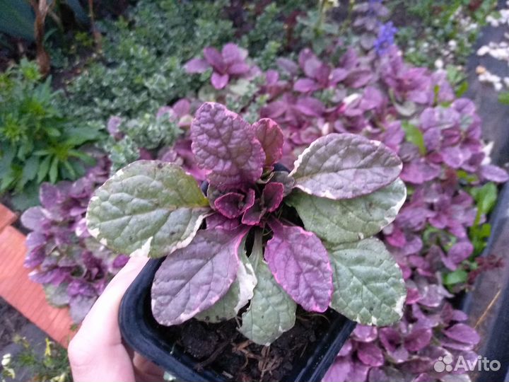 Многолетние цветы