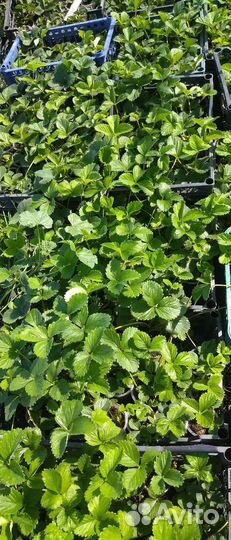 Клубника рассада