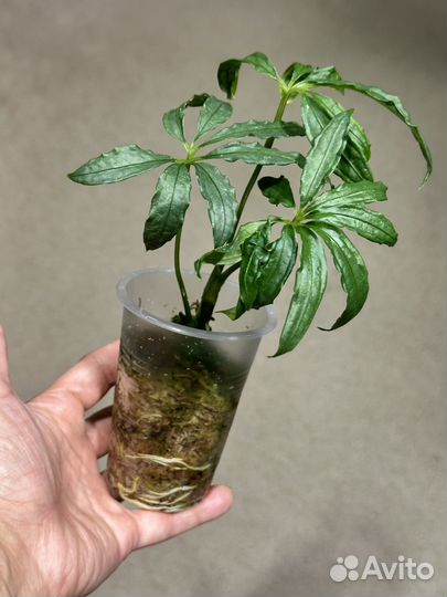 Антуриум многорассеченый