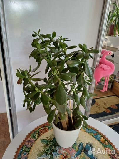 Толстянка 60см