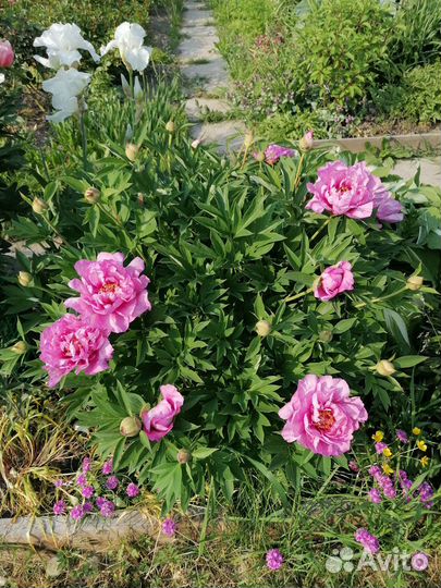 Делю пионы Pink Hawaiian Coral и First Arrival