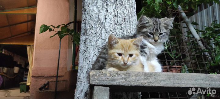 Котята в добрые руки