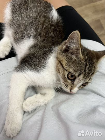 Котенок в добрые руки