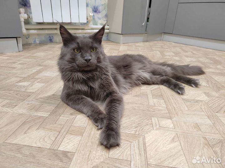 Кот мейн-кун вязка