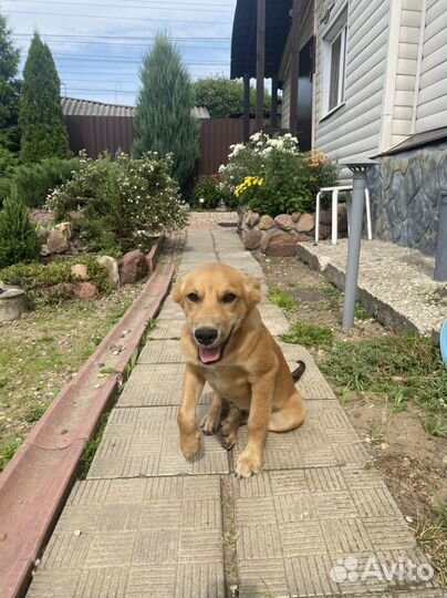 Собака(щенок)