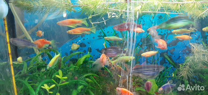 Аквариумные рыбки данио