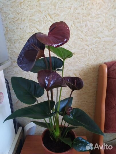 Антуриум(эссенция)