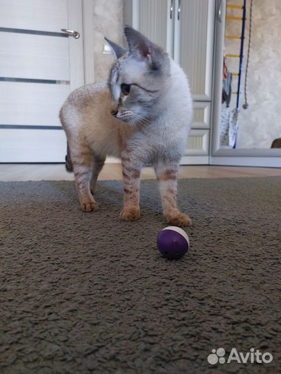 Кошечка подросток