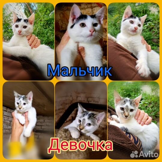 Кошки в добрые руки бесплатно