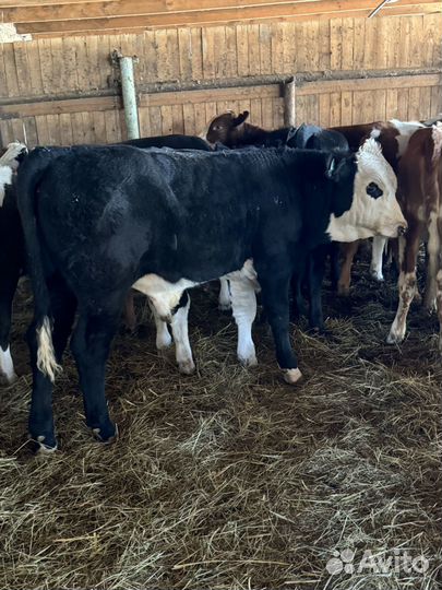 Бычки и телки