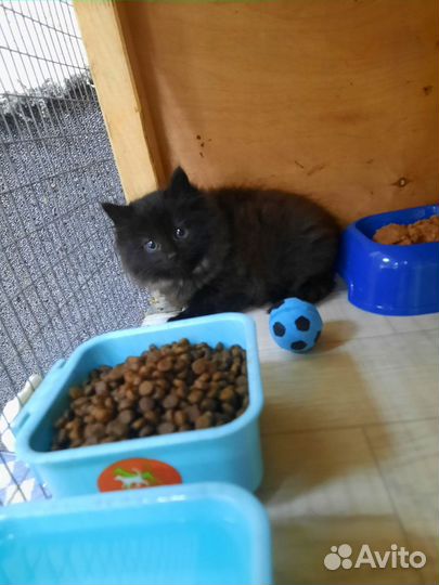 Котята в добрые руки бесплатно