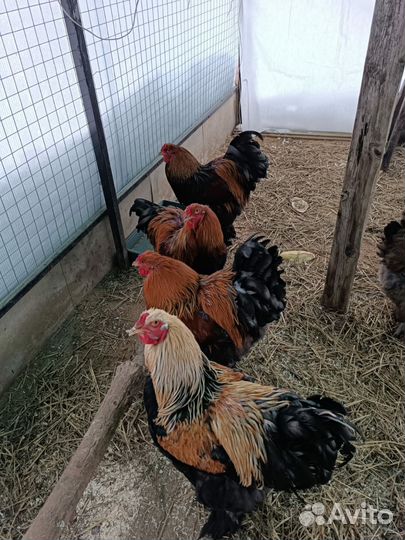 Молодые петушки Брама Куропатчатая