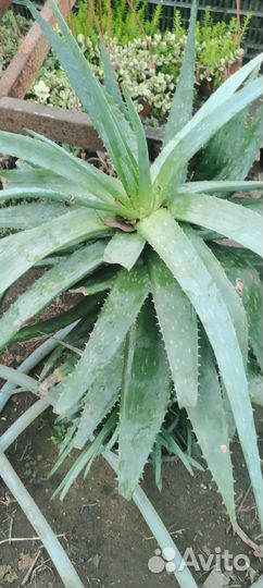 Цветок алоэ вера