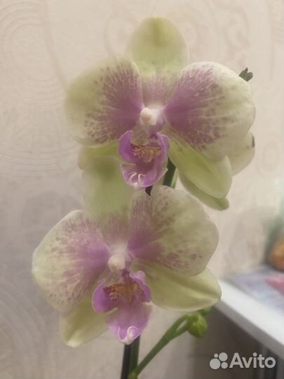 Орхидея фаленопсис сортовая