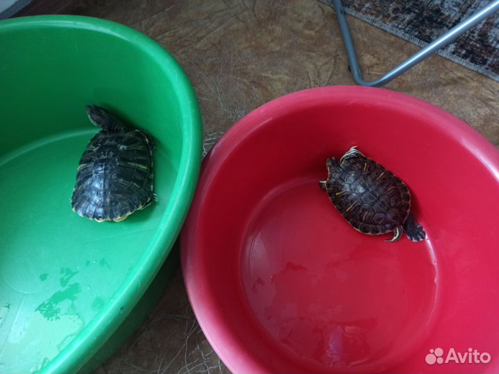 Красноухая черепаха бесплатно с аквариумом